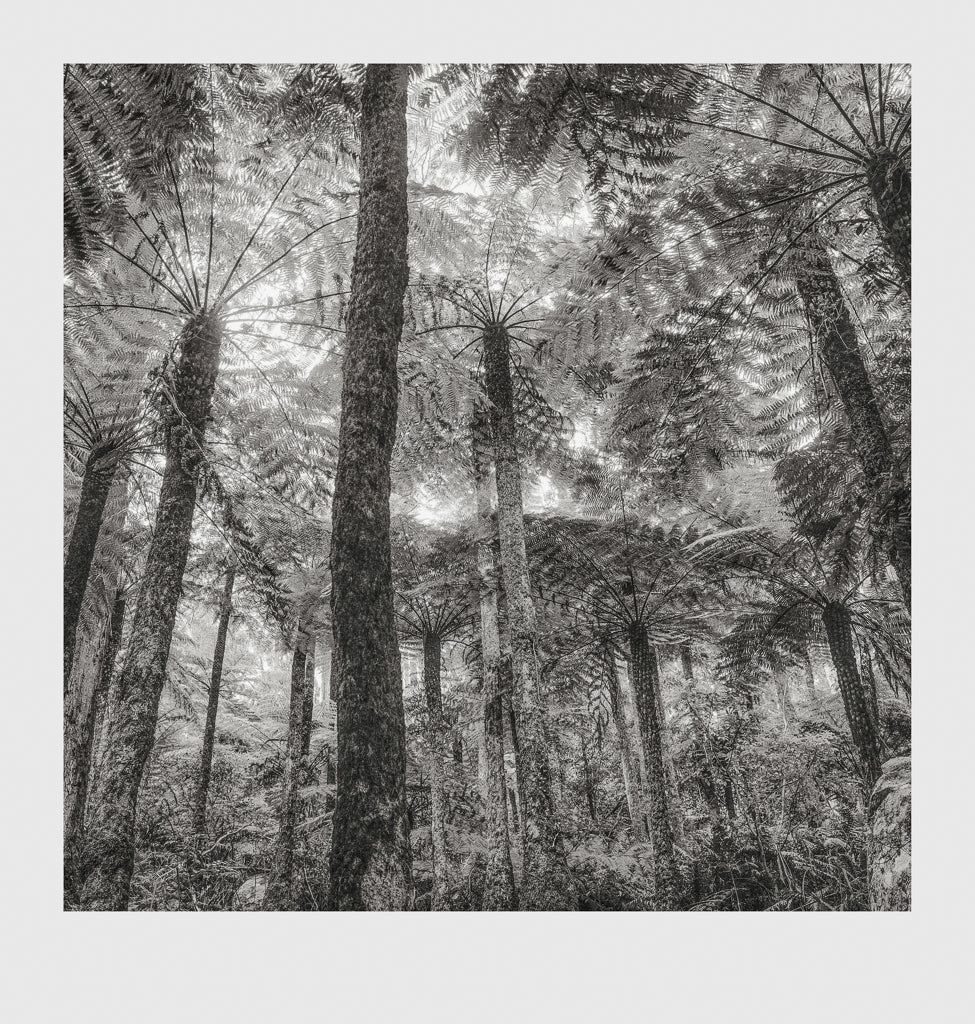 Gulaga Fern Forest