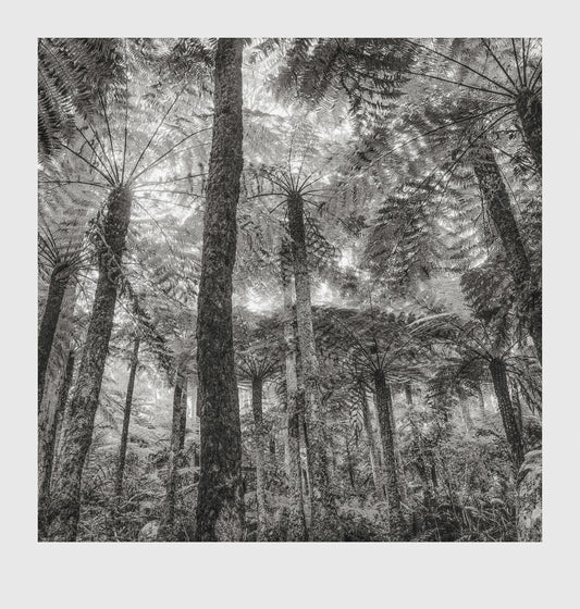 Gulaga Fern Forest