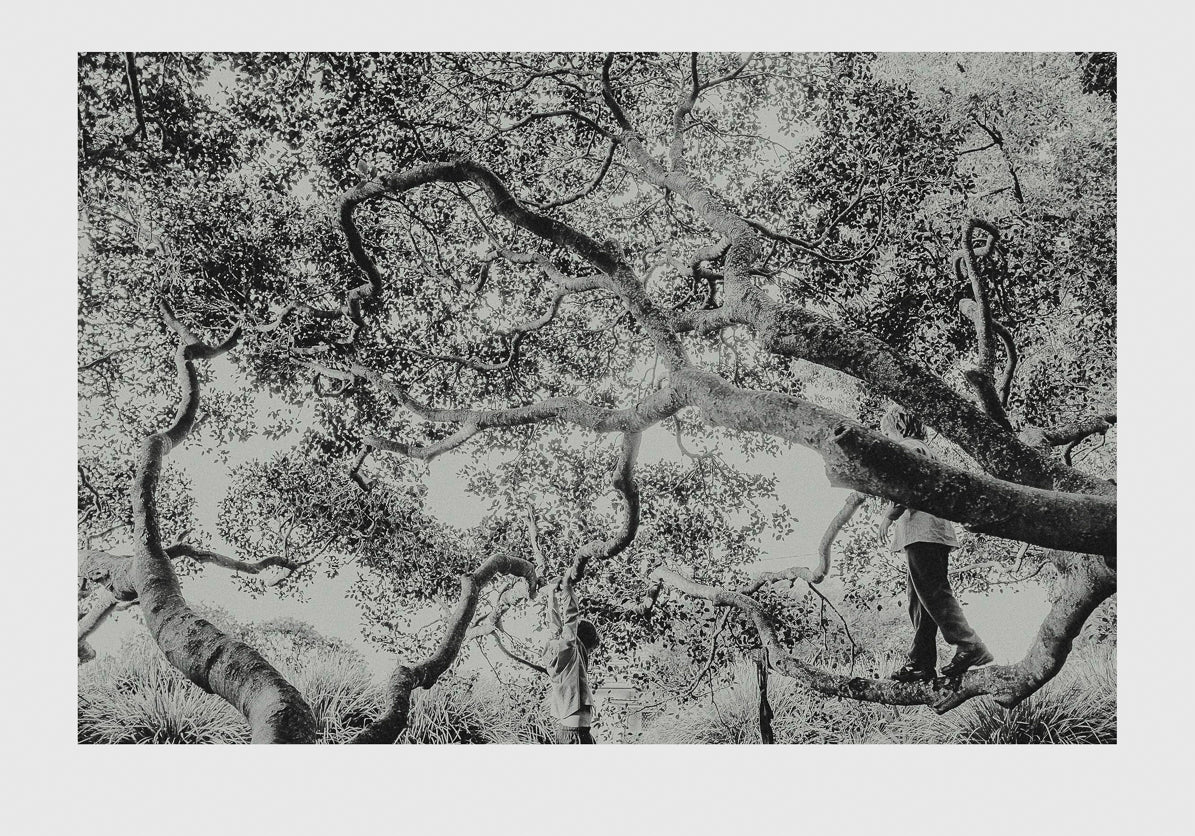 Milton Big Tree