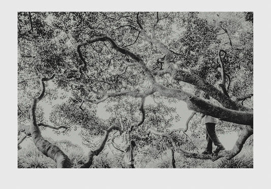 Milton Big Tree