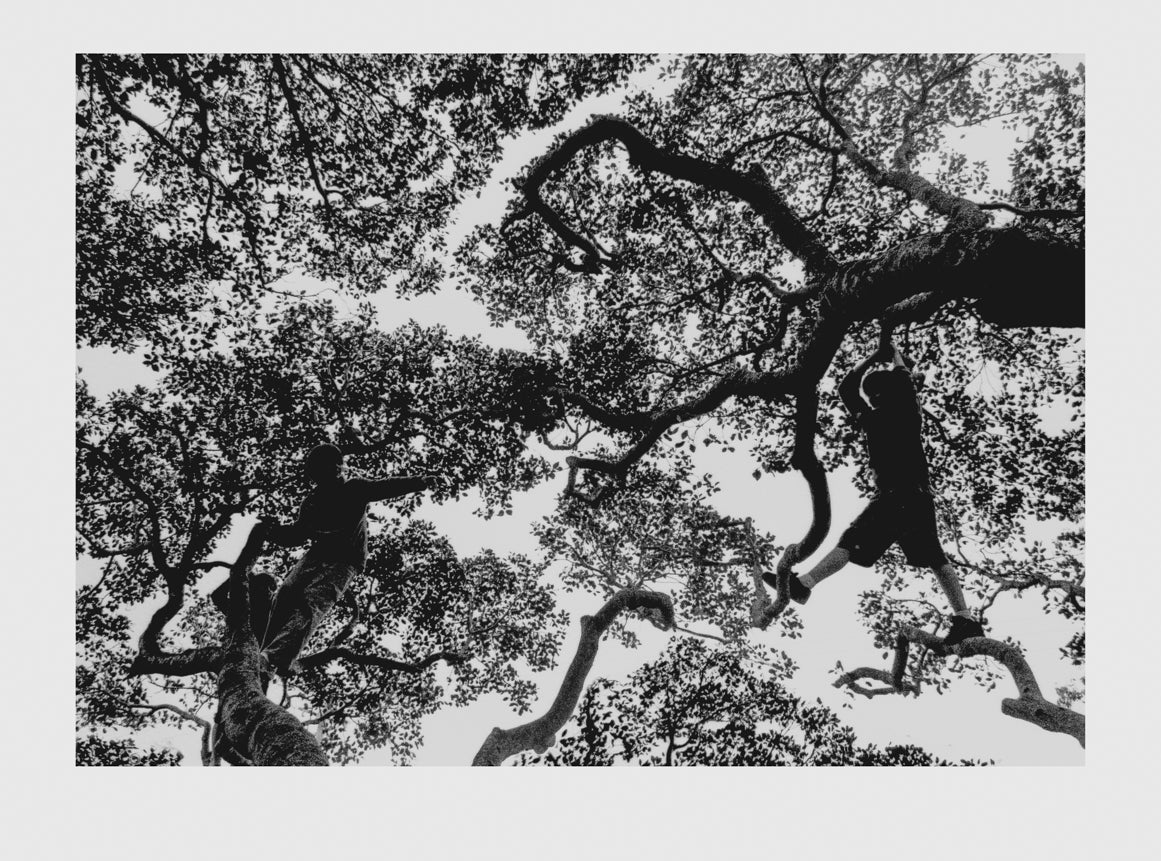 The Big Tree II