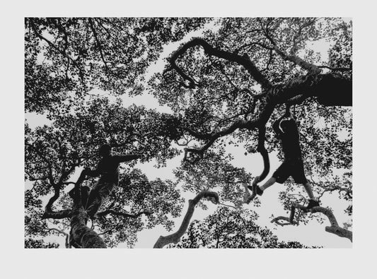 The Big Tree II